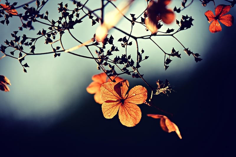 Elegant Silhouettes