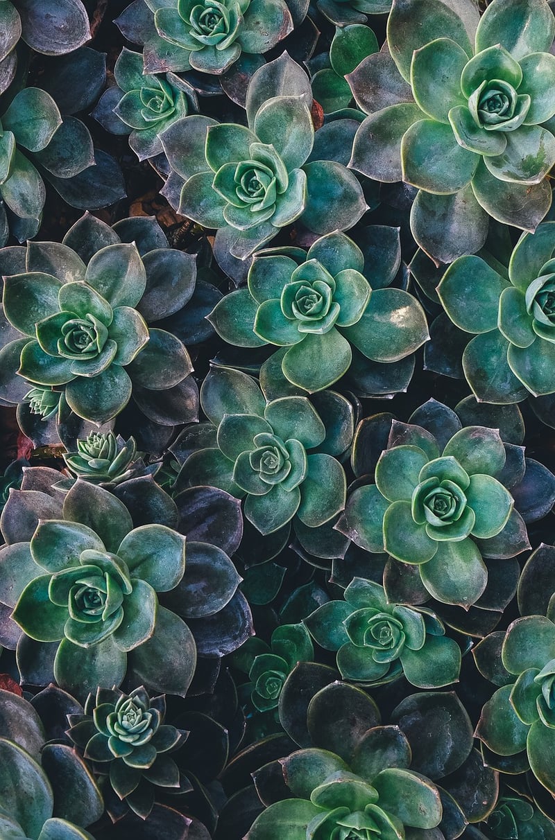Indoor plants